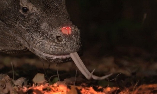 Rồng Komodo đánh hơi con mồi cách xa 4 km nhờ lưỡi chẻ dài