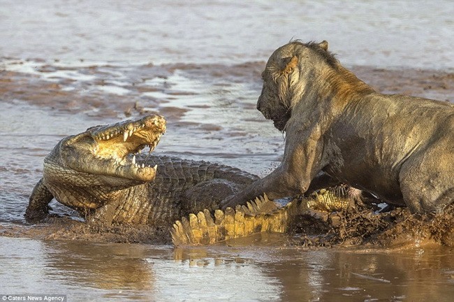 Sư tử bị cá sấu “khủng” tấn công trên sông