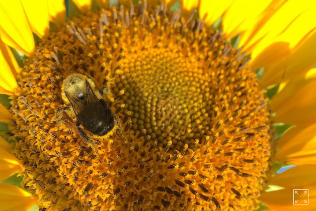 Phấn hoa hướng dương bảo vệ loài ong