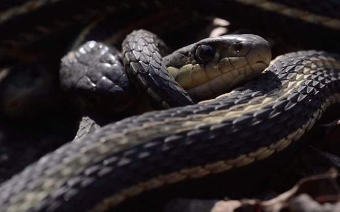 Chuyện kỳ lạ về loài rắn khiến bạn phát "sốc"