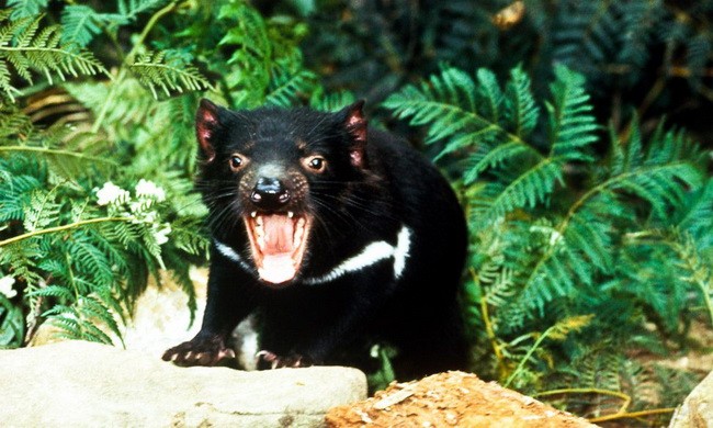 Quỷ Tasmania - loài thú có túi ăn thịt lớn nhất thế giới 