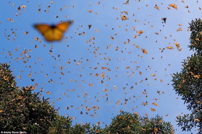 Hàng triệu con bướm di cư quãng đường 5000 km