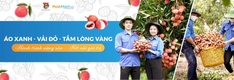 Đoàn viên thanh niên Bắc Giang hỗ trợ người dân thu hoạch vải.