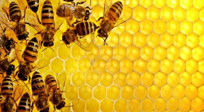 Mật ong: "Thuốc tiên" từ thiên nhiên