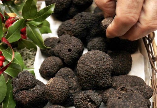 Danh tiếng của nấm truffles đã được biết đến từ thời Hy Lạp cổ đại và La Mã. Ảnh:nydailynews