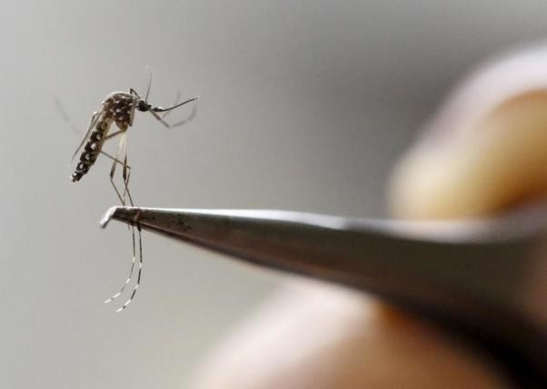 
Muỗi vằn được nghiên cứu trong một phòng thí nghiệm tại Cali (Colombia). Ảnh:Reuters.