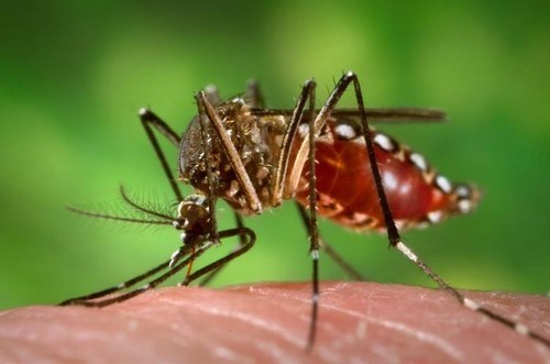 Muỗi Aedes truyền virus Zika lưu hành nhiều ở nước ta. Ảnh:AP.