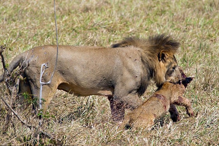 "Rợn tóc gáy" cảnh sư tử cái bị đồng loại ăn thịt, xé xác vô cùng tàn nhẫn