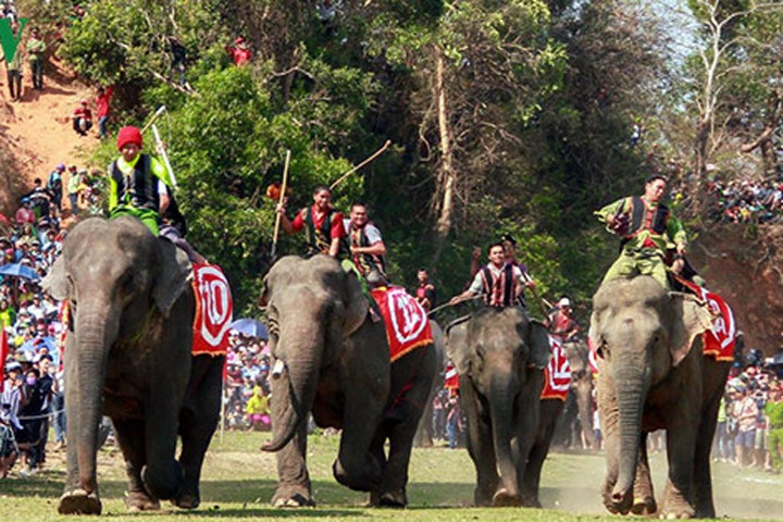 Cuộc đua gay cấn của những chú voi Đắk Lắk