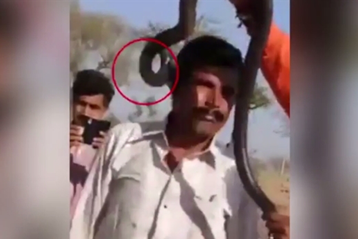 Người đàn ông tử vong vì dám vui đùa cùng rắn hổ mang