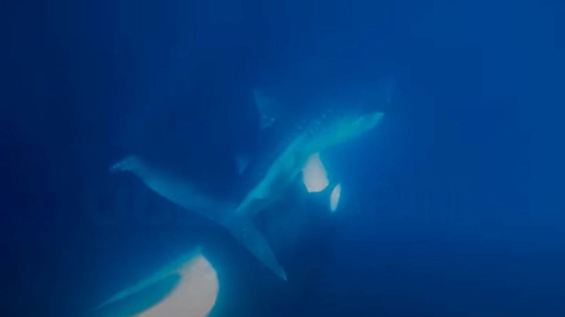 Cá voi sát thủ tấn công cá nhám voi ở ngoài khơi bờ biển Mexico. Ảnh: James Moskito/Ocean Safaris