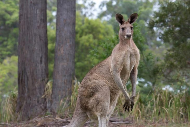 Hầu hết các hành vi tấn công người dân đều đến từ những con kangaroo cái. Ảnh: Getty / iStockphoto