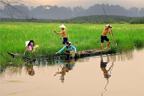 “Kho báu gene” trong 21 giống lúa ma ở Việt Nam