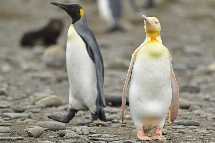 Con chim cánh cụt màu vàng mất đi sắc tố melanin, một sắc tố khiến lông của nó có màu đen giống đồng loại.