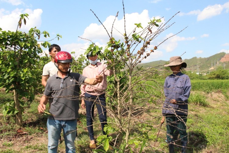 Người dân thôn 3 (xã Tân Lập) hơn 5 tháng đòi quyền lợi vì cho rằng thủy điện xả lũ gây thiệt hại hàng chục ha cây trồng, hoa màu.