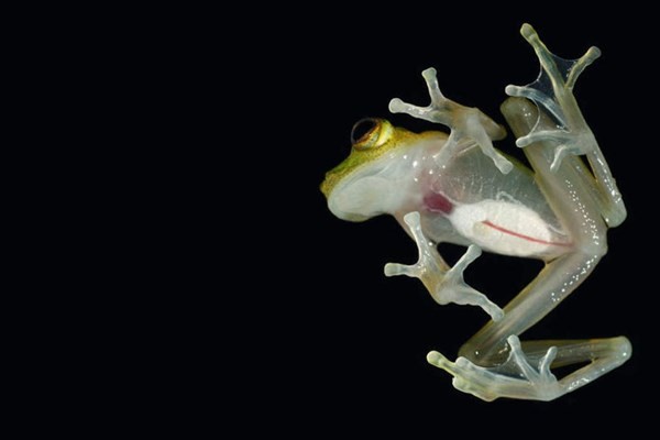Lớp da nhìn xuyên thấu của ếch thủy tinh hiển thị các cơ quan nội tạng.