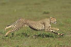 Động vật nào nhanh nhất trên Trái đất?