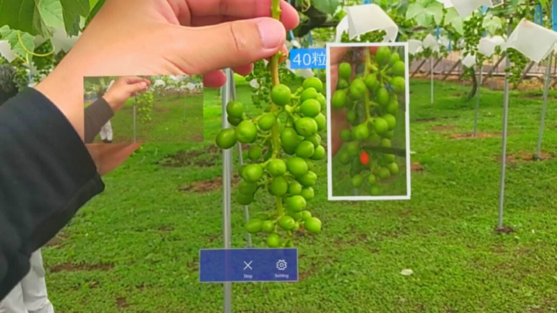Sử dụng AI hỗ trợ sản xuất hoa quả