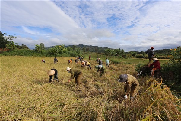 Người dân xã Nam Yang vào tâm dịch xã Hà Bầu giúp bà con gặt lúa.