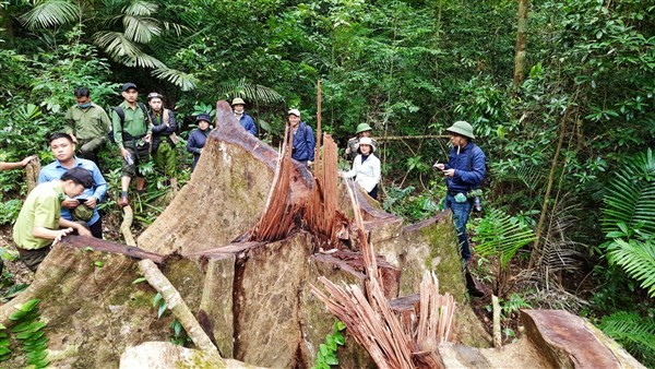 Một cây gỗ lớn nằm trong vùng lõi Khu Bảo tồn thiên nhiên Bắc Hướng Hóa bị đốn hạ còn trơ gốc.