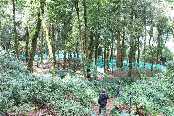 Vườn sâm Ngọc Linh nằm sâu trong những khu rừng già.