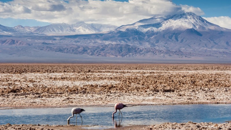 Khai thác lithium "đe dọa" chim hồng hạc