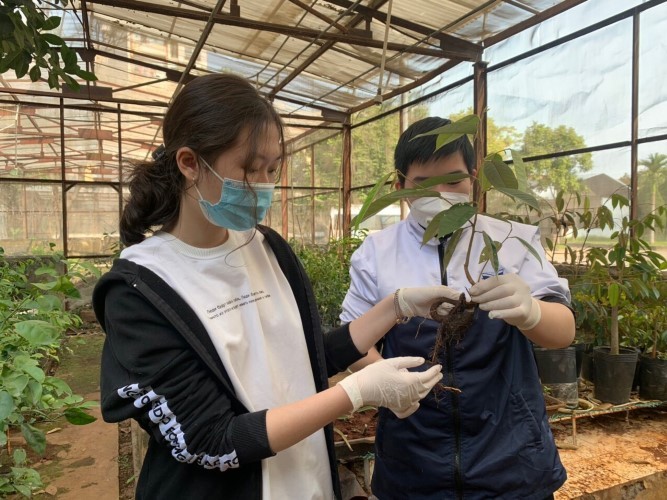 Hai em Đào Đức Minh và Lê Ngọc Minh miệt mài bên nhà lưới của Viện Khoa học Nông nghiệp Việt Nam trong quá trình thực hiện đề tài. 