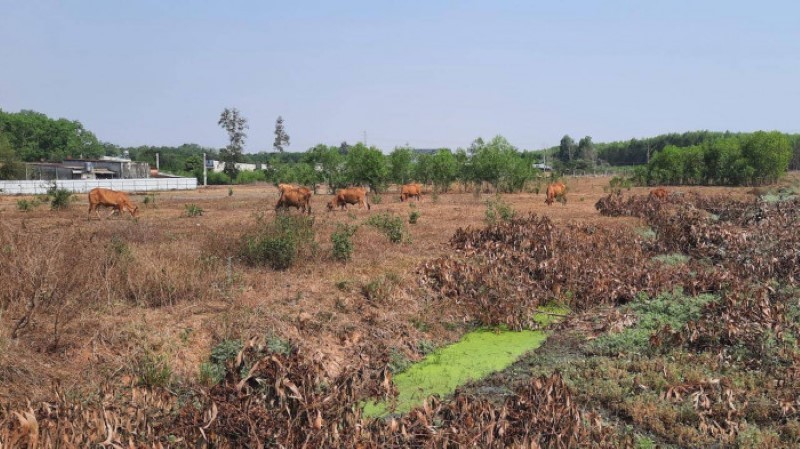 Dù rao bán và nhận tiền đặt cọc khách hàng từ cối năm 2020 nhưng đến nay khu đất Thời Đại Land rao bán vẫn là khu đất bỏ hoang.