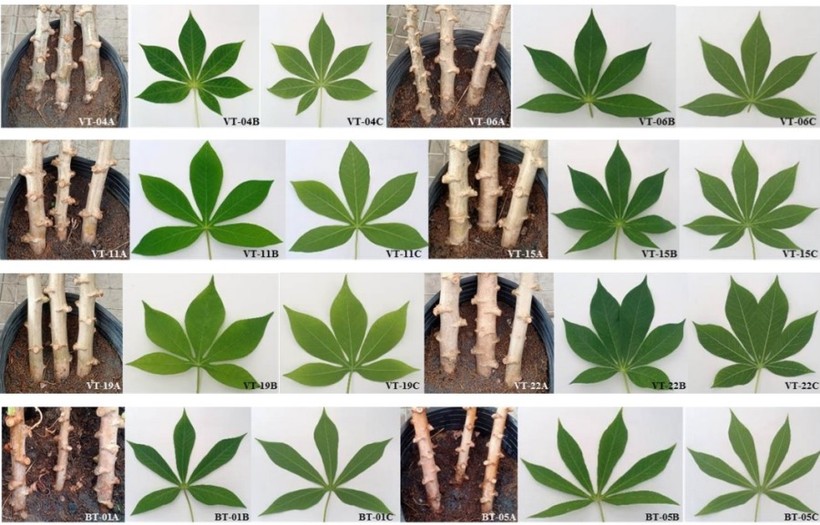 Tìm ra gen kháng bệnh khảm lá ở cây sắn ảnh 1