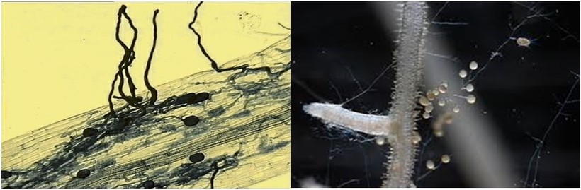 Nấm rễ cộng sinh arbuscular mycorrhizas (AM).