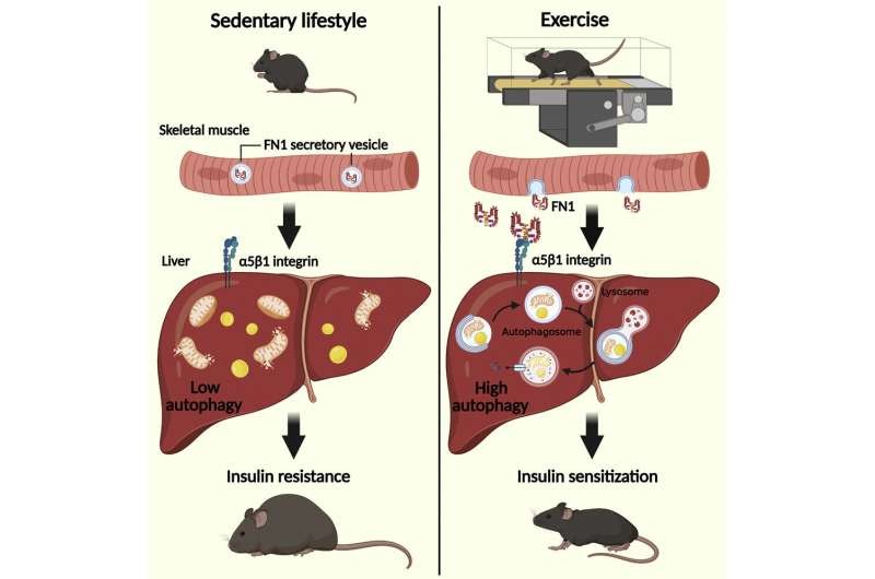 Protein FN1 tăng lên đáng kể trong huyết tương và huyết thanh của chuột sau khi tập thể dục.