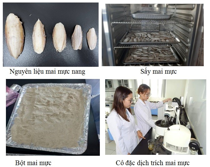 Quy trình xử lý mai mực để thu nhận muối ít natri của nhóm nghiên cứu.