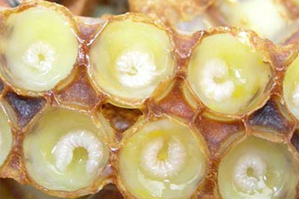 Thủy phân ấu trùng ong chúa tạo ra hoạt chất giàu protein hòa tan để sản xuất các thực phẩm có lợi cho sức khỏe.