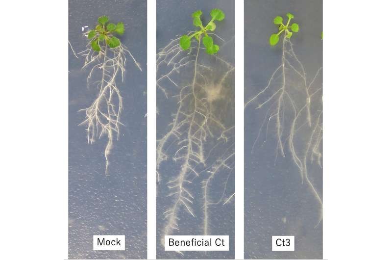 Kết quả cho thấy, Ct3 làm hạn chế đáng kể sự phát triển của rễ cây. 