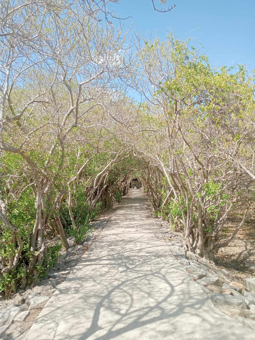 Vẻ đẹp nên thơ của rừng ngập mặn nguyên sinh duy nhất còn lại trên phá Tam Giang