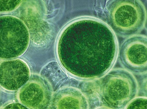 Vi tảo có khả năng xử lý nước thải với giá thành rẻ.