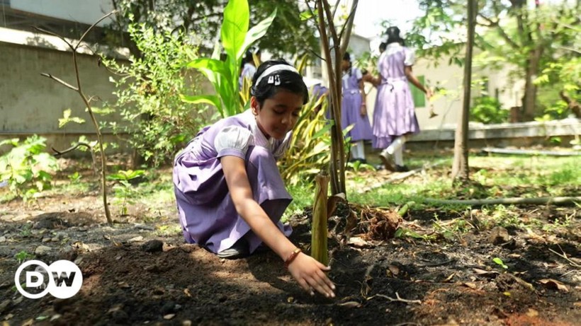 Em Moushika, học sinh Trường Mầm non và Tiểu học Krishna Namal, Ấn Độ, chăm sóc cây chuối trồng trong vườn trường. ảnh 2