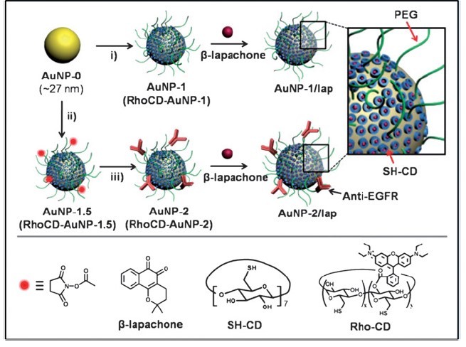 Cơ chế dẫn thuốc của AuNPs/CD-SH.5