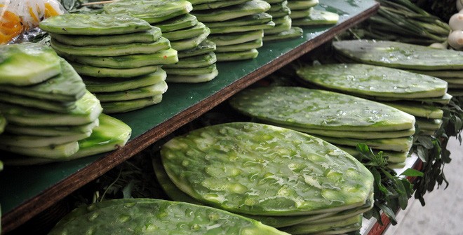 Cây xương rồng được trồng nhiều ở Quảng Nam làm thực phẩm.