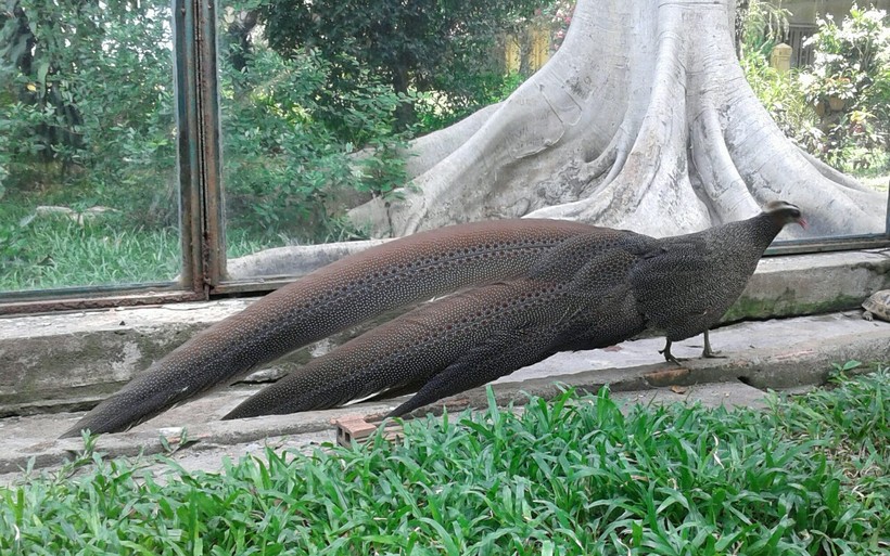 Thảo Cầm Viên Sài Gòn luôn chú trọng đẩy mạnh công tác nhân giống sinh sản trên những loài chim, thú quý hiếm. Trong ảnh là loài trĩ sao (con trống). Ảnh: SaiGonZoo.
