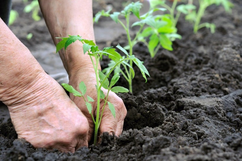 Than sinh học giúp cải thiện chất lượng đất, tăng năng suất cây trồng.