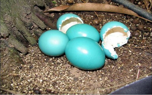 Loài chim đẻ trứng nhiều màu sắc