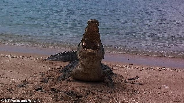 Bất ngờ ghi được hình cá sấu khổng lồ cắn rùa nát vụn