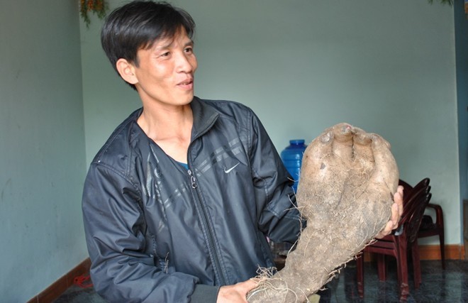 Củ khoai vạc hình bàn tay người nặng hơn 7 kg ở Nghệ An