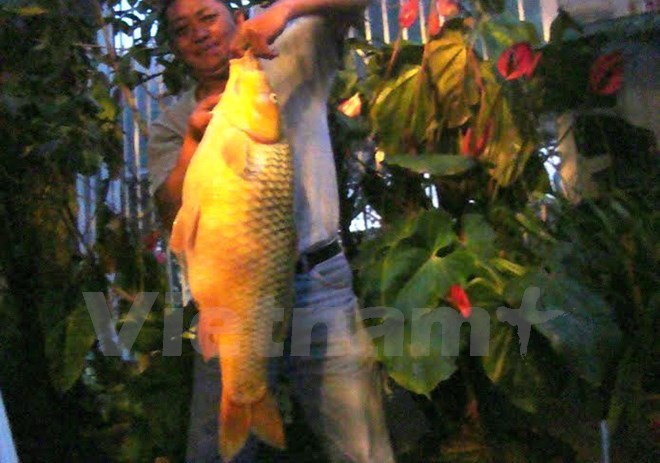 Câu được cá chép vàng khổng lồ nặng hơn 10 kg