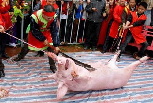 Đề nghị bỏ hội chém lợn: Tỉnh Bắc Ninh cung cấp thông tin bất ngờ