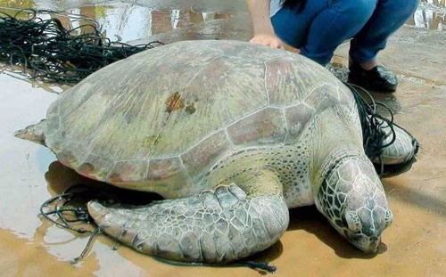 Bắt được rùa biển quý hiếm nặng 62 kg