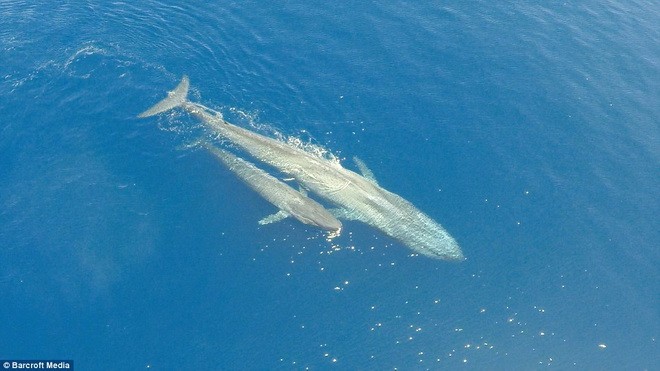 Những hình ảnh đáng kinh ngạc về kích thước khổng lồ của cá voi xanh