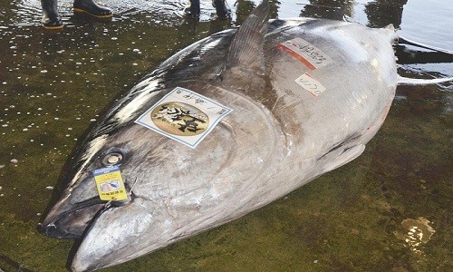 Cá ngừ nặng hơn 4 tạ lọt lưới ngư dân Nhật