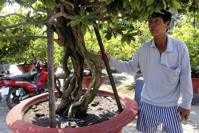 Tận thấy cây “mai lục bình” giá 650 triệu chưa bán